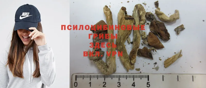 Псилоцибиновые грибы Psilocybine cubensis  hydra ТОР  Валуйки 